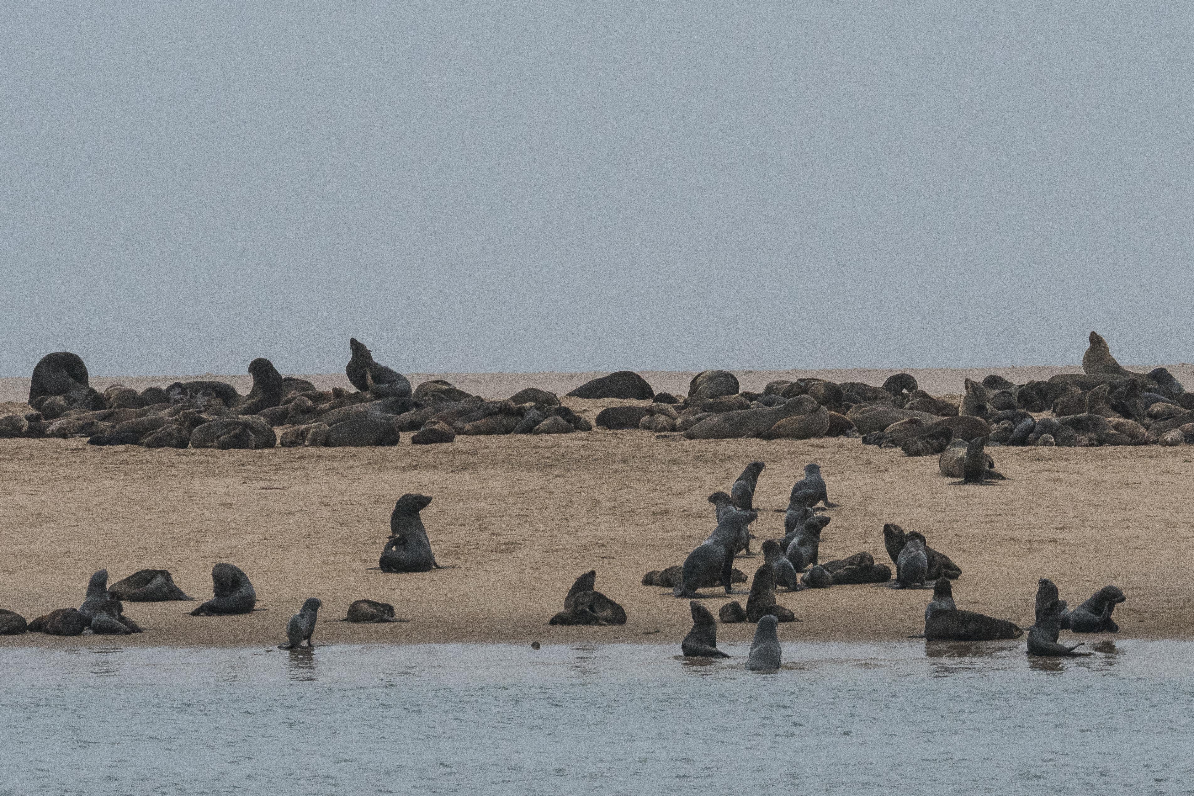 Otaries à fourrure d'Afrique du Sud (South African Fur-seal, Arctocephalus pusillus), une des crèches de la colonie de Walvis Bay au bord de l'eau, Dorob National Park, Namibie.